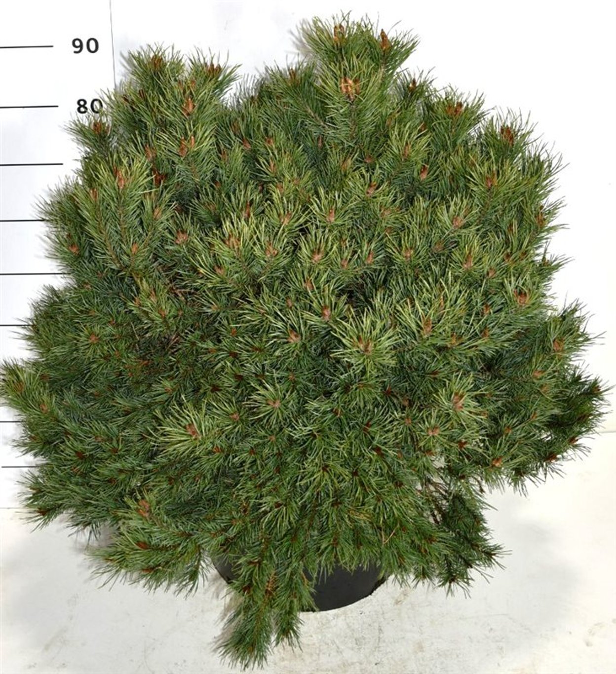 Pinus sylv. 'Martham' - C45 60-80 CM